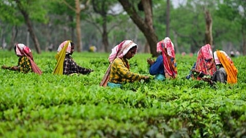 Tea Board India