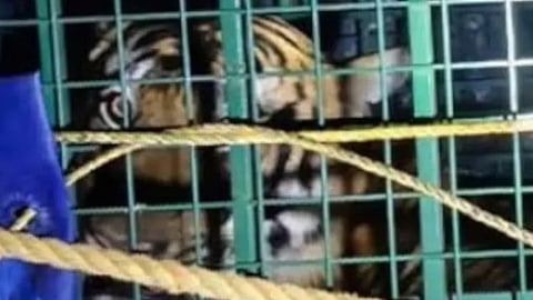 tiger that killed cows in kannur trapped