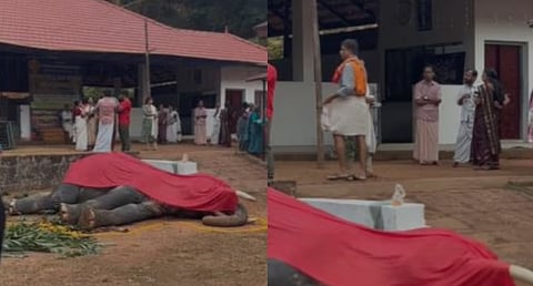 Elephant that arrived at temple for festival collapses