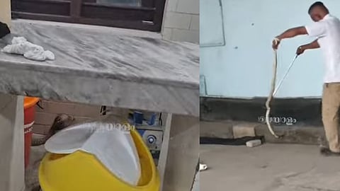 A highly venomous cobra was caught from Thrissur General Hospital