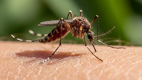 Jappanese encephalitis