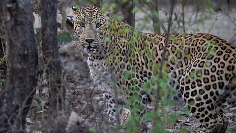 Gujarat Man, 60, Kills Leopard with Sickle And Spear To Save Son