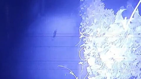 CCTV footage suspected to be of a leopard in Chalakudy