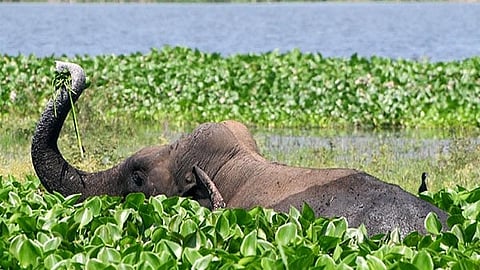 elephant attack at Thiruvananthapuram