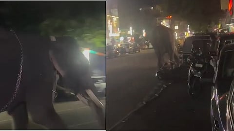 Elephant attacked during Uthralikav Pooram, video