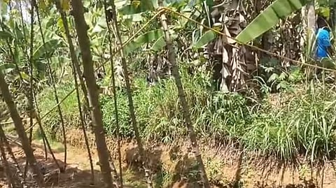 Father and son die after being electrocuted by illegal electric fence in Thiruvananthapuram