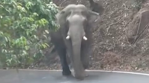 wild elephant