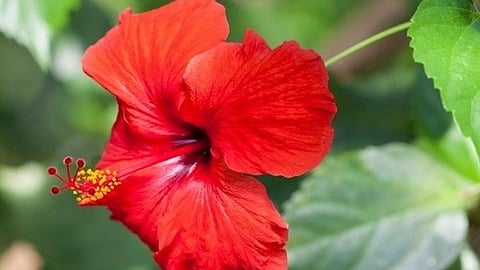 hibiscus flower