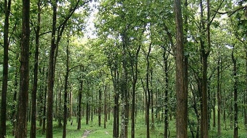 sandalwood trees from their private property through the Forest Department