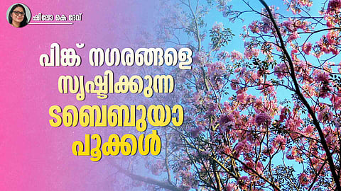 Bright pink and yellow Tabebuia trees flowering along a roadside in an urban landscape