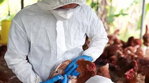 Bird flu in kozhikode district prevention activities continue in five panchayat