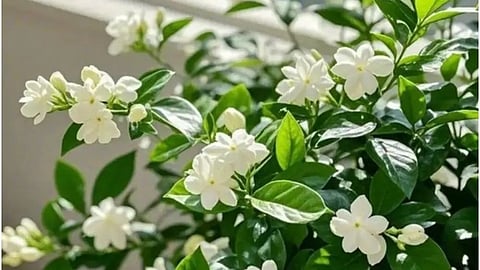 jasmine flowers