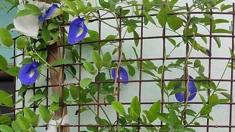 butterfly pea, Shankupushpam