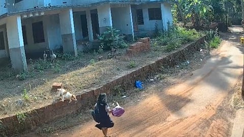 stray dogs chased after a second-grade girl; she barely escaped - Video
