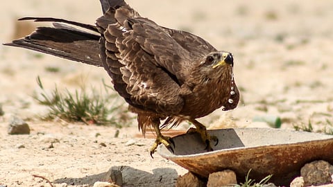 High temperature warning in eight districts