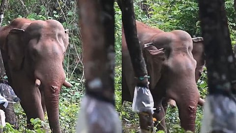 Athirappilly's Manja Komban injured; deep wound on trunk