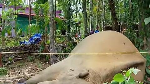 Wild elephant turns violent in kozhikode