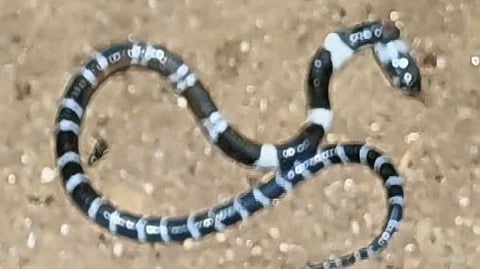 Another snake found in Aljo's house