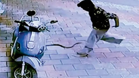 11-year-old boy safely avoided injury after a snake struck his pants