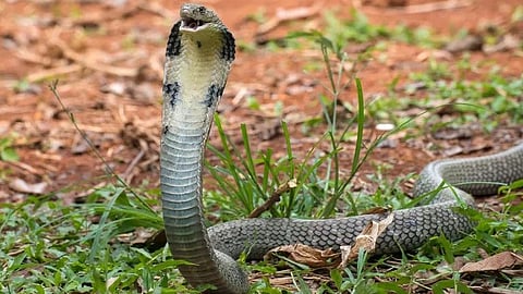another snakebite in kannur pattuvam