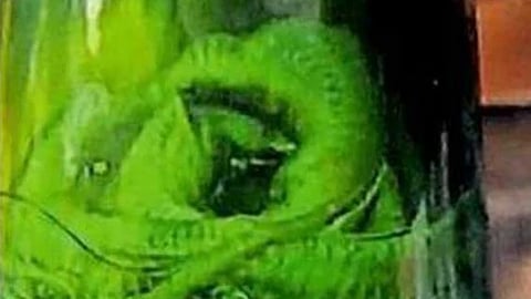 Dead baby snake found in Jeera Soda