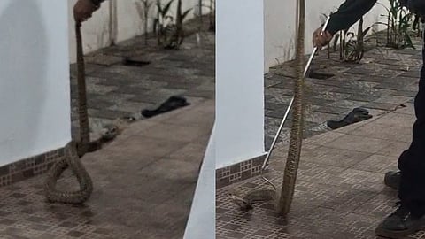 cobra found in Kannur