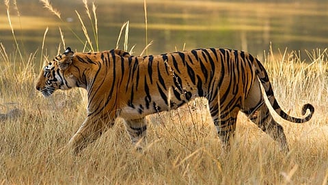 bengal tiger