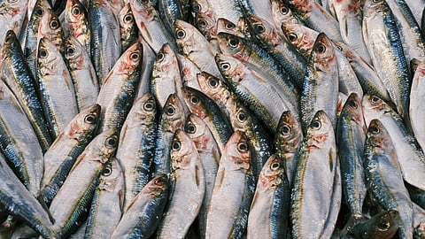 Sardine