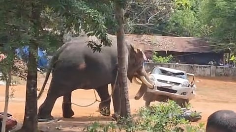 Elephant Attack