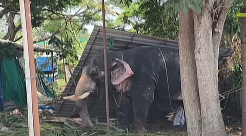 elephant attack in koodalmanikyam temple
