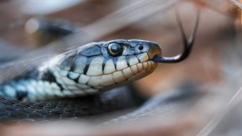 Snake
