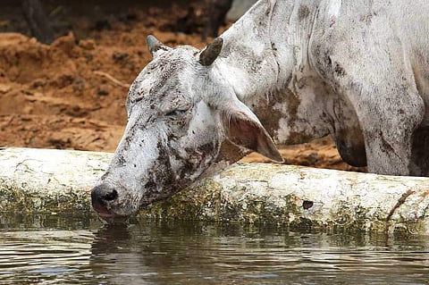 ബീഫ് നിരോധിക്കില്ലെന്ന് ബിജെപി