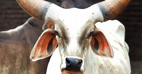 ഗോ രക്ഷയുടെ പേരില് ഹരിയാനയില് ഒരു മുസ്ലീം യുവാവ് കൂടി കൊല്ലപ്പെട്ടു