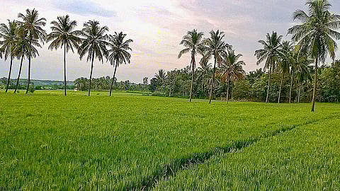 image of paddy field in kerala