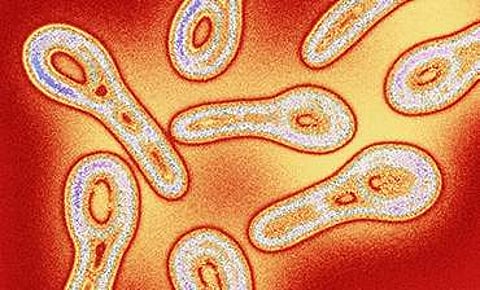 മലപ്പുറത്ത് ഒരു കുട്ടിക്കുകൂടി ഡിഫ്തീരിയ സ്ഥിരീകരിച്ചു