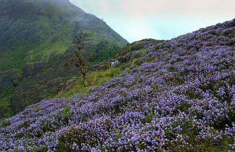 കുറിഞ്ഞി ഉദ്യാനത്തിന്റെ അതിര്ത്തി പുനര്നിര്ണയിക്കാന് കേന്ദ്രാനുമതി വേണം