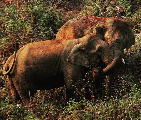 കാടിറങ്ങി വന്ന ആനകള്. ചൂടിനെ പ്രതിരോധിക്കാന് പുറത്ത് ചെളിവാരിയിട്ടതും കാണാം. ഫോട്ടോ: സനേഷ് സക