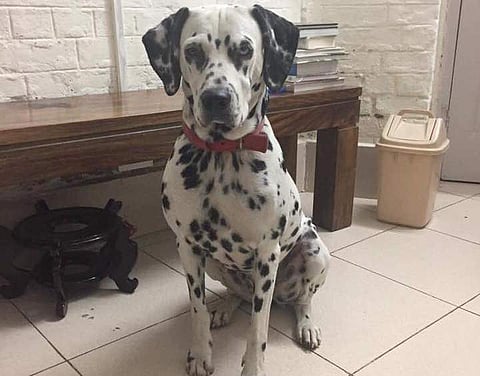 ഈ ഫോട്ടോയില് കാണുന്ന ഞങ്ങളുടെ ജാസിനെക്കുറിച്ച് വിവരം ലഭിക്കുന്നവര് അറിയിക്കണമെന്ന് അപേക്ഷ: രാഷ്ട്രപതിയുടെ പ്രസ് സെക്രട്ടറി വേണു രാജാമണിയുടേത്