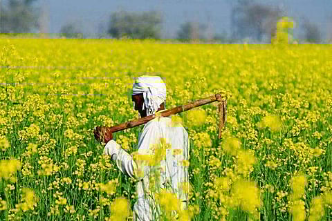 ജനിതക മാറ്റം വരുത്തിയ കടുക് കൃഷി ചെയ്യാന് അനുമതി