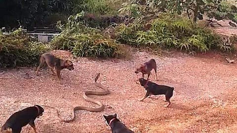 എട്ടടിയോളം നീളമുള്ള രാജവെമ്പാല, അഞ്ച് നായകള്; എന്ത് സംഭവിക്കും? വീഡിയോ കണ്ടു നോക്കൂ