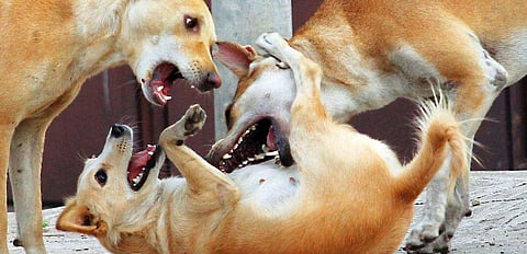 വീണ്ടും തെരുവ് നായകളുടെ ആക്രമണം; തിരുവനന്തപുരത്ത് മത്സ്യത്തൊഴിലാളി മരിച്ചു