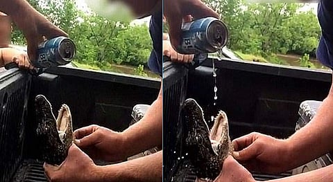 ചീങ്കണിക്കുഞ്ഞിന് ബിയര് നല്കി: സൗത്ത് കരോളിനയില് രണ്ട് യുവാക്കള് അറസ്റ്റില്