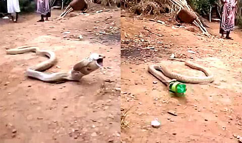 പ്ലാസ്റ്റിക്ക് കുപ്പി വിഴുങ്ങിയ പാമ്പ്: കണ്ണു തുറപ്പിക്കുന്ന വീഡിയോ