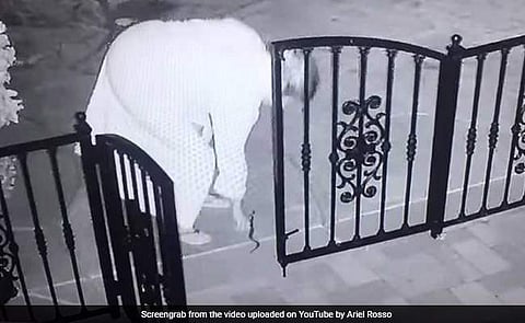 വളര്ത്തുനായയുടെ കളിപ്പാട്ടമാണെന്ന് കരുതി;കയ്യിലെടുത്തപ്പോള് പാമ്പ്(വീഡിയോ)