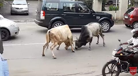 നഗരത്തിനു നടുവില് ചോരചിന്തുന്ന പോരാട്ടവുമായി ഗോമാതാക്കള്