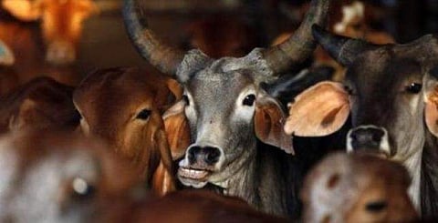 ഗോമാതാവിനെ തള്ളിപ്പറഞ്ഞ ബിജെപി നേതാവ് ഒടുവില് മാപ്പ് പറഞ്ഞു