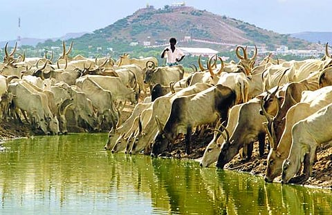 നാനാര്ത്ഥങ്ങള് ചുരത്തുന്ന ഗോഹത്യാ നിരോധനം