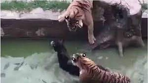 ജീവനുള്ള കഴുതയെ കടുവക്കൂട്ടിലേക്കെറിഞ്ഞു കൊടുത്തു; ഞെട്ടിപ്പിക്കുന്ന വീഡിയോ പുറത്ത്