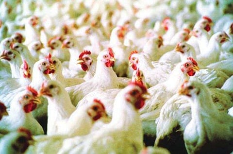 87 രൂപയ്ക്ക് കോഴിയില്ല; സര്ക്കാരുമായുള്ള ധാരണ അട്ടിമറിച്ച് വ്യാപാരികളുടെ വില്പ്പന