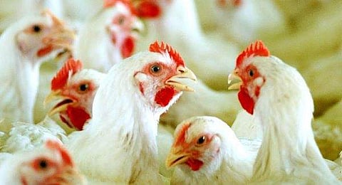 കോഴിവില 87 രൂപയാക്കണമെന്ന് ചാനലിൽ ഇരുന്നു പറയാനേ കഴിയൂ; വില കുറയണമെങ്കിൽ കേരളം കോഴി വളർത്തണം: തോമസ് ഐസക്